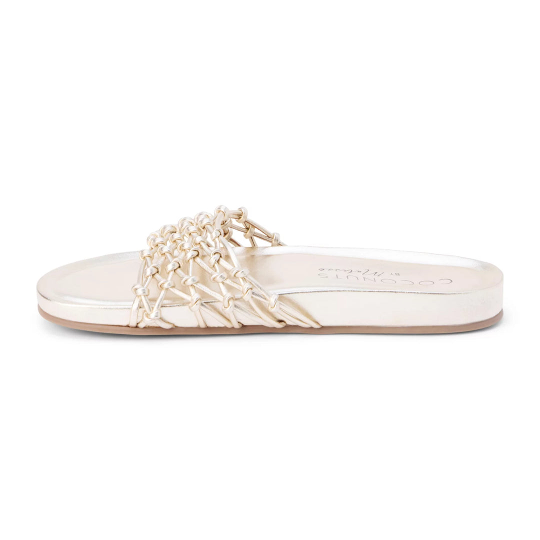 Coconuts by Matisse Harvey Women&